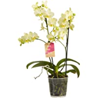 Los mejores  - Orquídea de Botanicly – Orquídea mariposa – Altura: 50 cm- 2 brotes- Flores blancas – Phalaenopsis multiflora